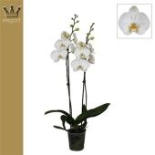 Фаленопсис 2 ствола Phal 2st Royal White 18+ (bernhard) d12 см h60 см