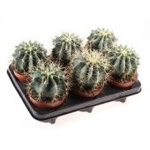 Ферокактус d12 см h15 см тип 1 Ферокактус d12 см h15 см тип 1