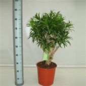 Драцена Песнь Ямайке бранч d27 см h90 см