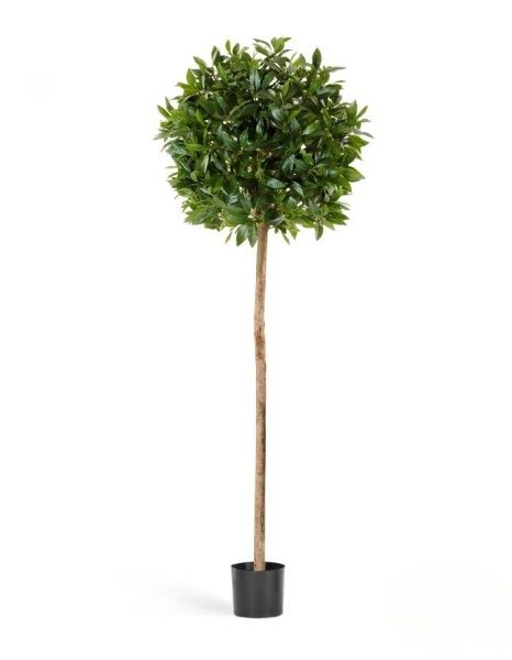 Лавр круглый на высоком стволе