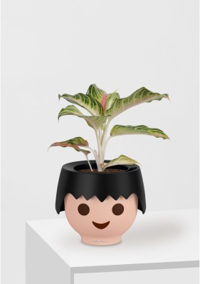 Аглаонема Айкетчер 12/30 см в OJO Аглаонема Айкетчер 12/30 см в OJO