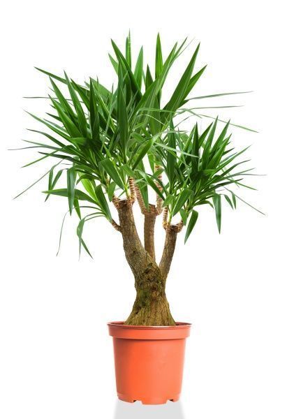 Юкка разветвленная (спутник) 45/150 см