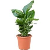 Стрелиция Николай d20 см h70 см Стрелиция Николай d20 см h70 см