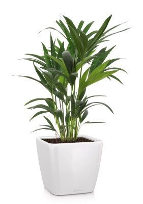 Ховея 17/90 см в QUADRO LS 21, белый блестящий 