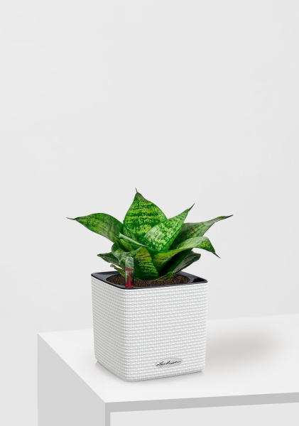 Сансевиерия Ханни 12/25 см в CUBE Color 14 Сансевиерия Ханни 12/25 см в CUBE Color 14