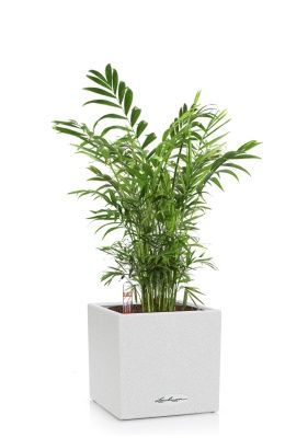 Хамедорея в CANTO STONE 14, песочный белый Хамедорея в CANTO STONE 14, песочный белый