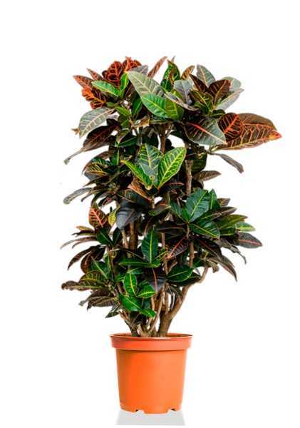 Кротон Кодиеум Петра бранч d30 см h130 см