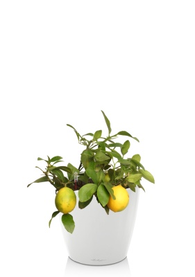 Цитрофортунелла Лимон 15/40 см в CLASSICO LS 21 Цитрофортунелла Лимон 15/40 см в CLASSICO LS 21