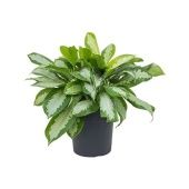 Аглаонема Сильвер Мун "Silver Moon" 27/50 см Аглаонема Сильвер Мун "Silver Moon" 27/50 см