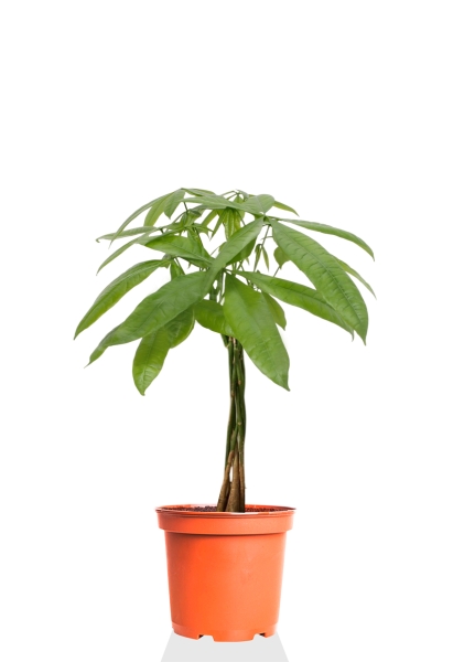 Пахира Акватика косичка 21/90 см Пахира Акватика косичка 21/90 см