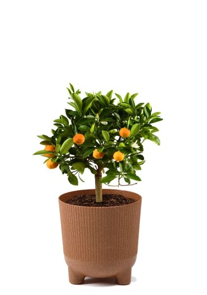 Цитрус Каламондин 15/40 см в LAMELA ARIA 180 ECO coffee jumper