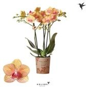 Фаленопсис 3 ствола Jamaica 26+ d9 см h40 см Фаленопсис 3 ствола Jamaica 26+ d9 см h40 см