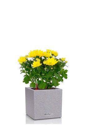 Хризантема микс 12/30 см в CANTO STONE 14, серый камень