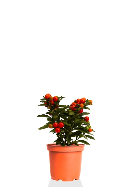 Соланум 10/25 см Соланум 10/25 см