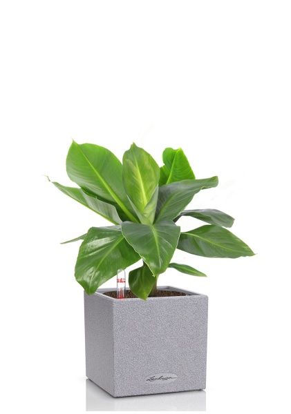 Банан в CANTO STONE 14