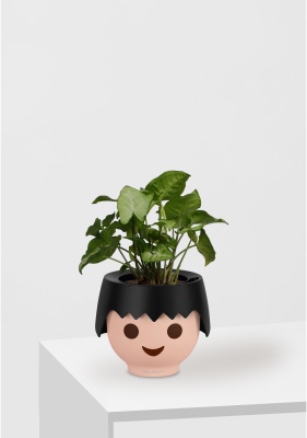 Сингониум Вайт Баттерфляй 12/25 см в OJO