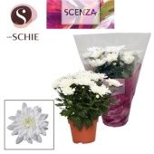 Хризантема Грандеза белая (scenza) d13 см h25 см тип 2