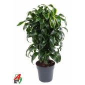 Драцена Дорадо бранч d24 см h110 см