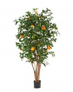 Апельсиновое дерево с плодами