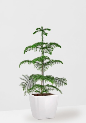 Араукария гетерофилла 24/110 в QUADRO LS 35