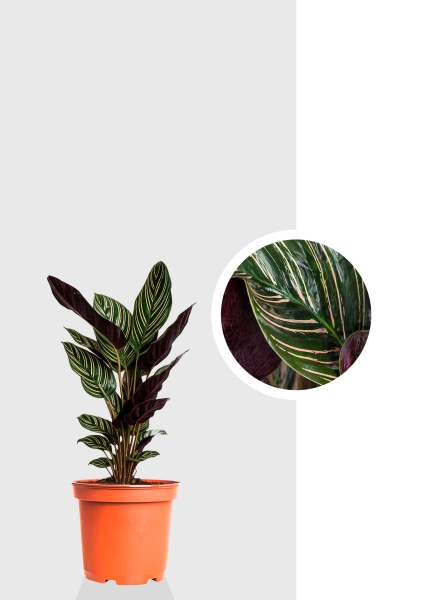 Калатея микс d14 см h45 см