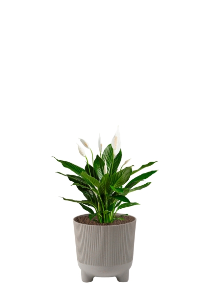 Спатифиллум 13/50 см в ARIA 14 jumper Спатифиллум 13/50 см в ARIA 14 jumper