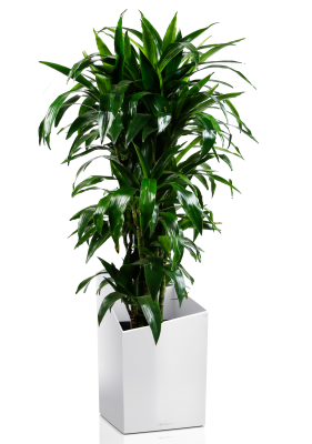 Драцена Джанет Крейг бранч в CURSIVO 30 Белый блестящий Драцена Джанет Крейг бранч в CURSIVO 30 Белый блестящий