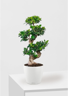 Фикус бонсай CLASSICO 28/65 см, белый