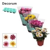 Хризантема Анемона микс (decorum) d13 см h25 см