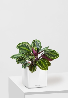 Калатея Медальон 12/40 см в CUBE GLOSSY 14, белый блестящий