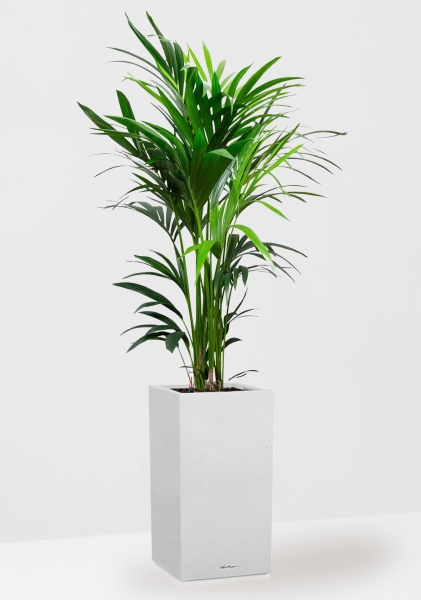 Ховея Кентия 27/160 см в CANTO STONE HIGH 30