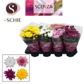 Хризантема Грандеза микс d13 см h25 см тип 3