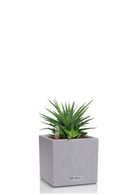 Хавортия микс 10 см в CANTO STONE 14, серый камень