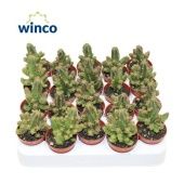 Эуфорбия Lugardiae d5.5 см h12.5 см