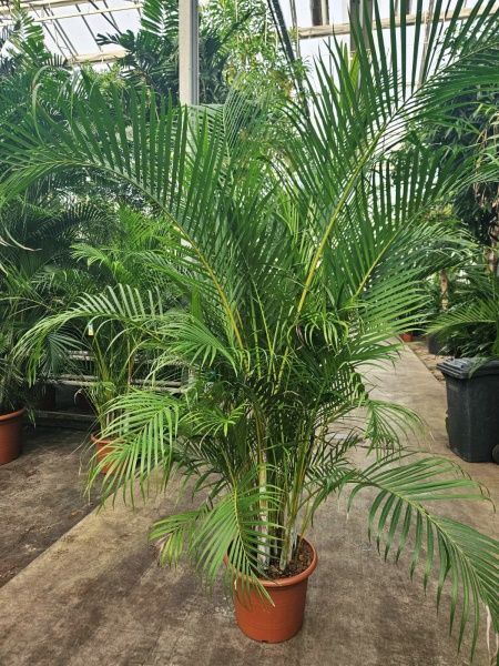 Хризалидокарпус Арека 45/270 см