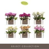 Фаленопсис 3 ствола Colour Per Tray 10+ d7 см h25 см Фаленопсис 3 ствола Colour Per Tray 10+ d7 см h25 см