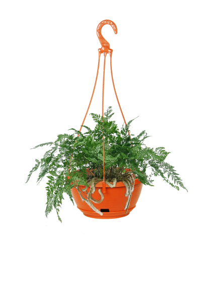 Папоротник Даваллия 8/15 см