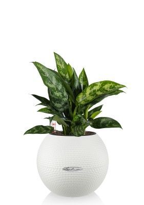 Аглаонема Мария PURO 20, белый