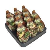 Гастерия Verrucosa вариегатная d6.5 см h8 см