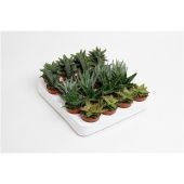 Алоэ Микс d5.5 см h5 см