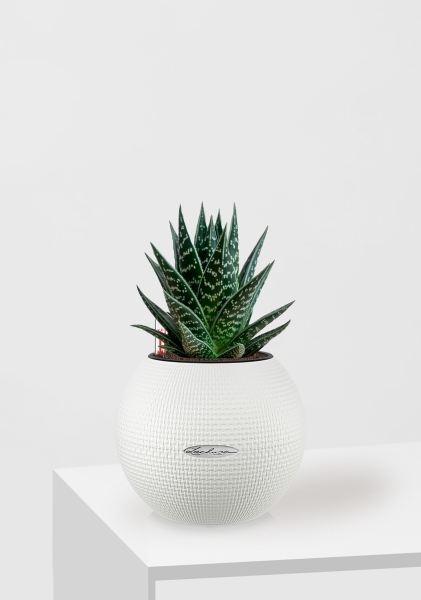 Алоэ Тики Таки 10/20 см в PURO 20