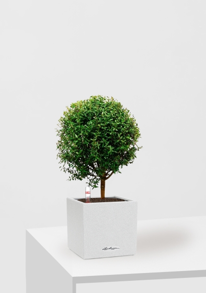 Мирт на стволе 12/30 см в CANTO STONE 14