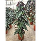 Циссус Дисколор d24 см h100 см