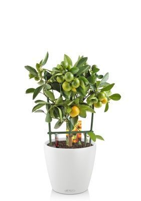 Цитрус Каламондин на решетке 15/45 см в CLASSICO COLOR 21, белый