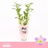 Дендробиум Nobile Pandora 2 ствола d12 см h50 см тип 2