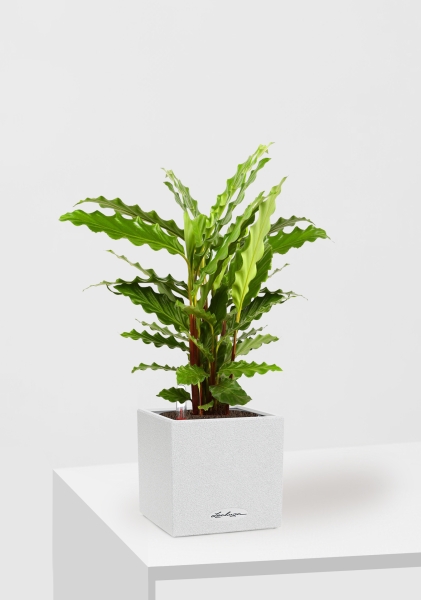 Калатея Руфибарба 12/50 см в CANTO STONE 14 Калатея Руфибарба 12/50 см в CANTO STONE 14