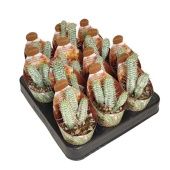 Эуфорбия Mammillaris Variegata Potcover d6.5 см h8 см