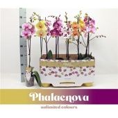 Фаленопсис 1 ствол Taiwan Mix 9+ (phalaenova) d12 см h65 см тип 2 Фаленопсис 1 ствол Taiwan Mix 9+ (phalaenova) d12 см h65 см тип 2