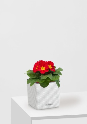 Примула 12/30 см в CUBE COLOR 14, белый Примула 12/30 см в CUBE COLOR 14, белый