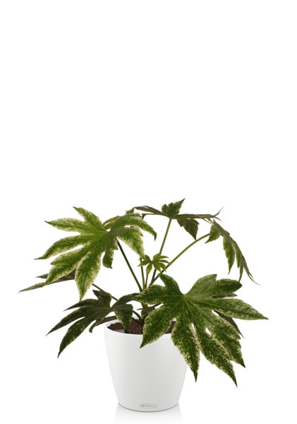 Фатсия 14/40 см в CLASSICO COLOR 18